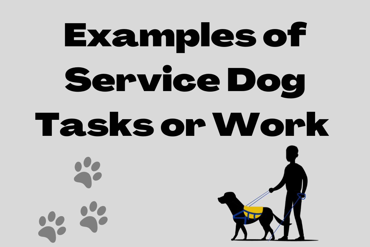 'Video thumbnail for Examples of Service Dog Tasks'