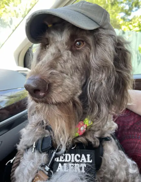 Medical alert service dog Virginia 