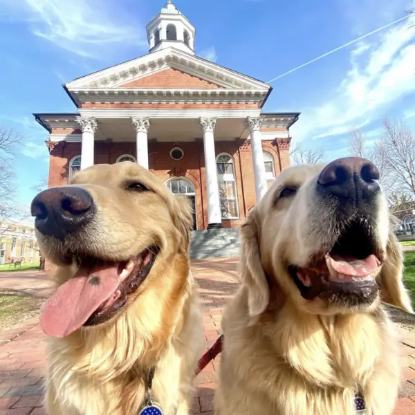 Therapy Dogs South Carolina