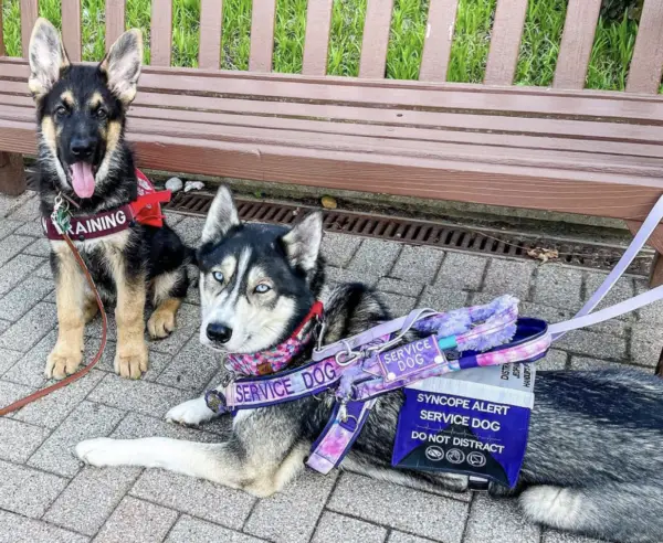 ADA Service dog laws when you can exclude a service dog 