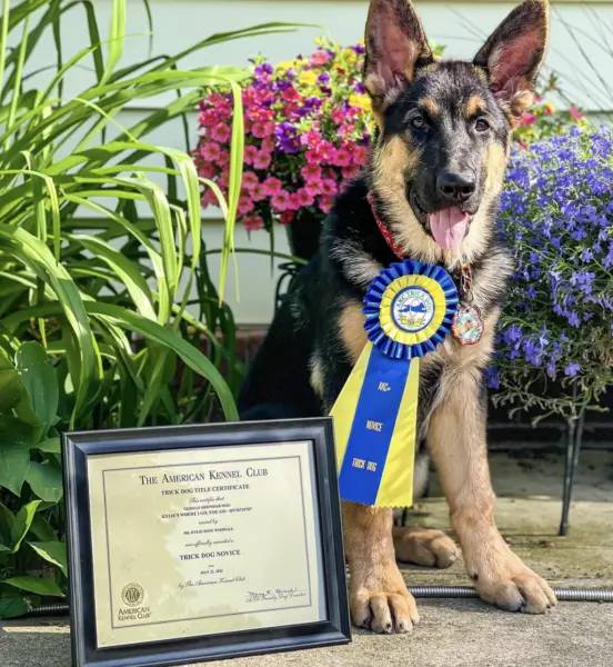 Service Dog in Training Massachusetts 