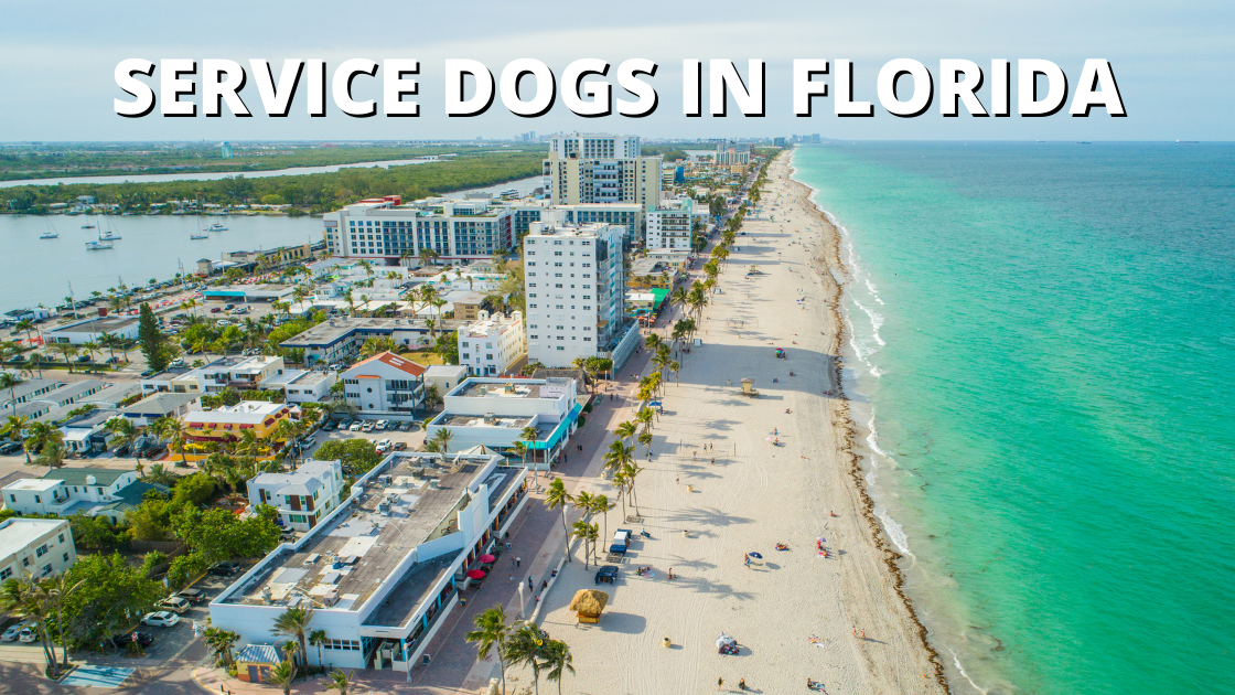 service dogs in florida