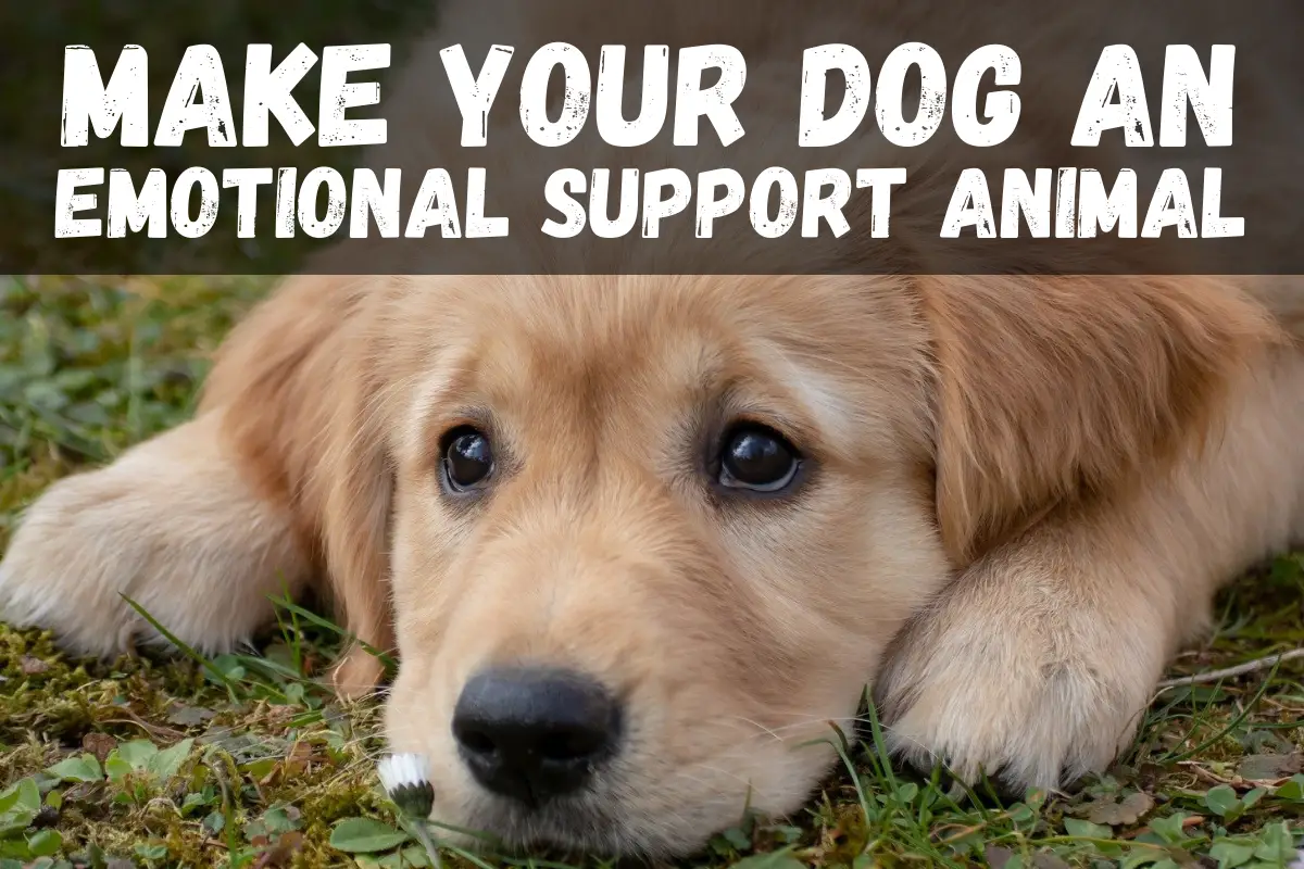 Make your dog an emotional support animal