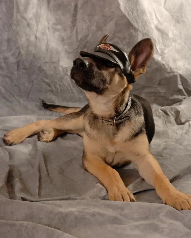 German Sheperd Service Dog