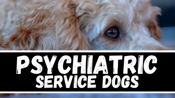 psychiatric service dog