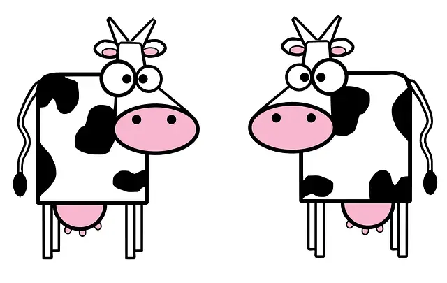 cows milk 