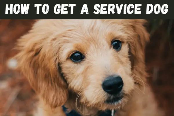 How to get a service dog