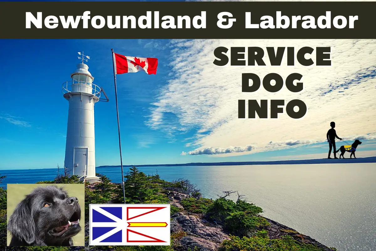 Newfoundland and Labrador Service Dog Info