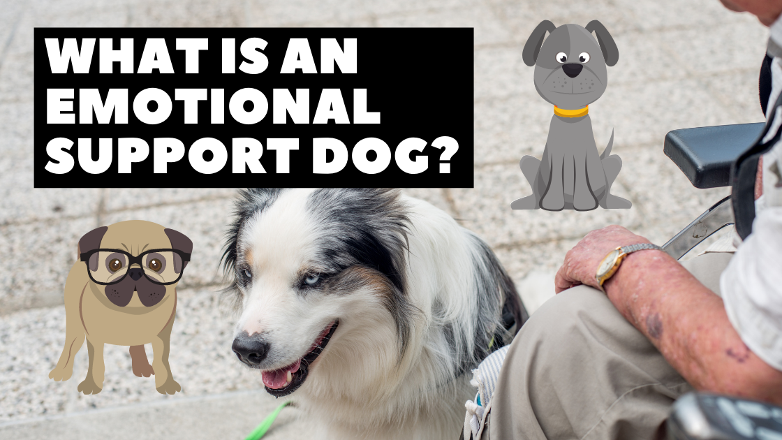 what is an emotional support dog