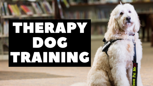 therapy dog training