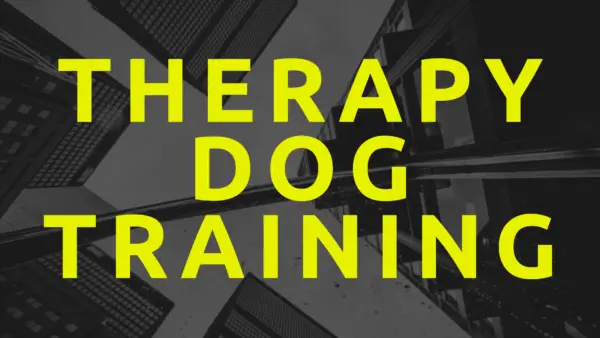 training a therapy dog 
