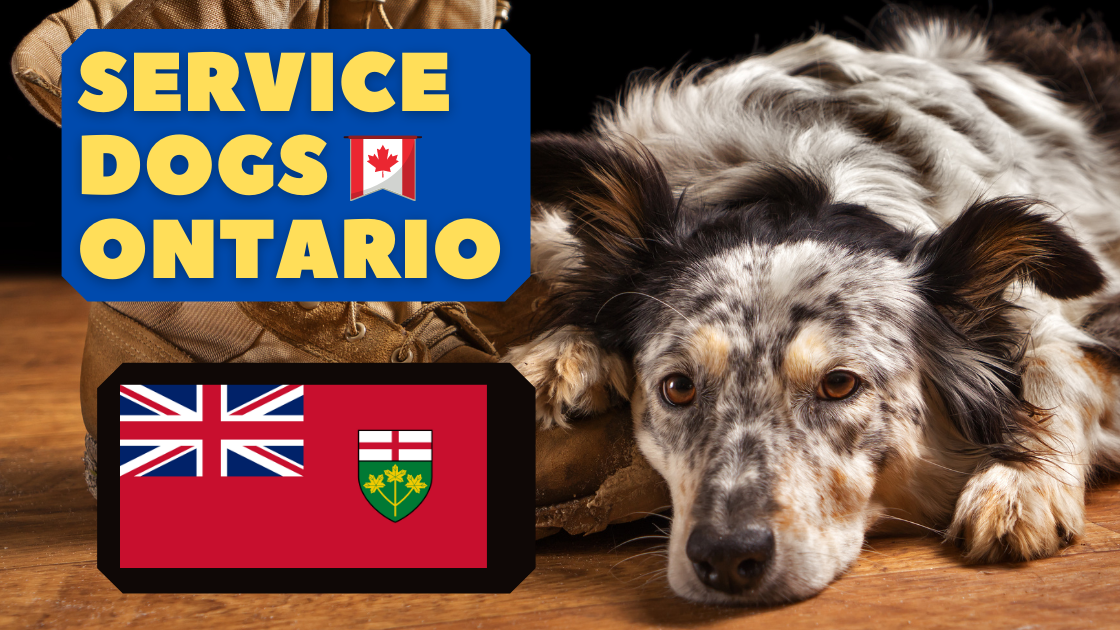 service dogs in ontario