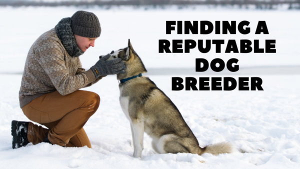 finding a reputable dog breeder