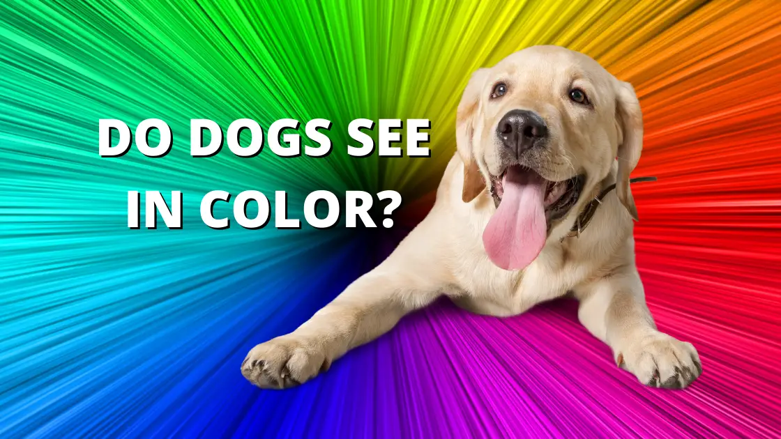 do dogs see in color