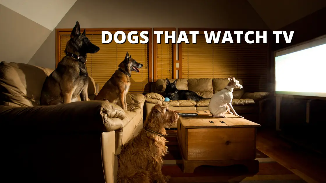 dogs that watch TV