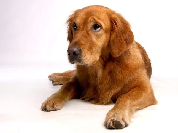 golden retriever family dog 