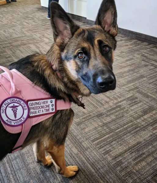 what is tactile stimulation service dog