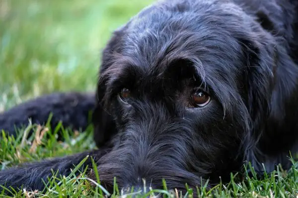 dog breeds that are hypoallergenic