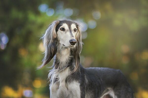 greyhound service dog 