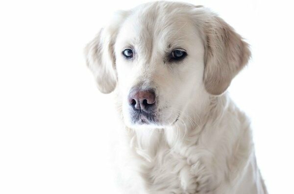 service dog white labrador 