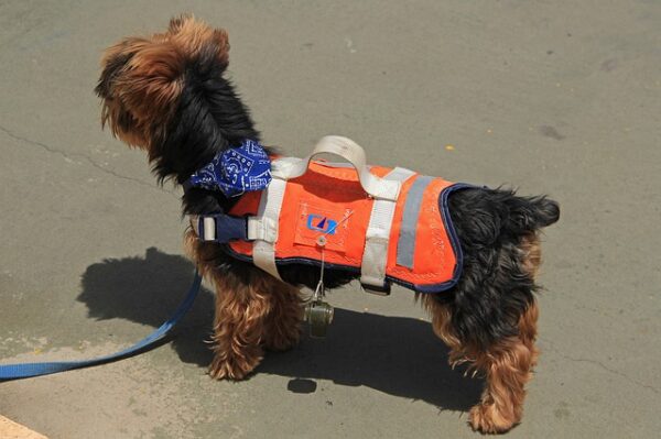 ADA service dog vest 