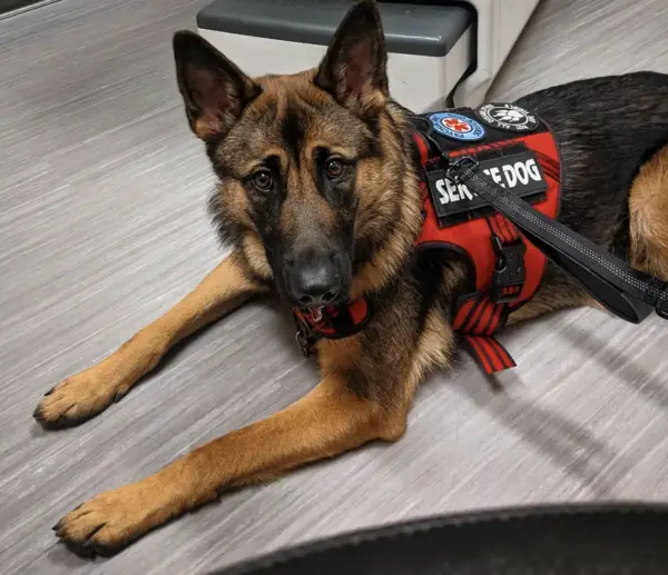service dog laws Wisconsin 