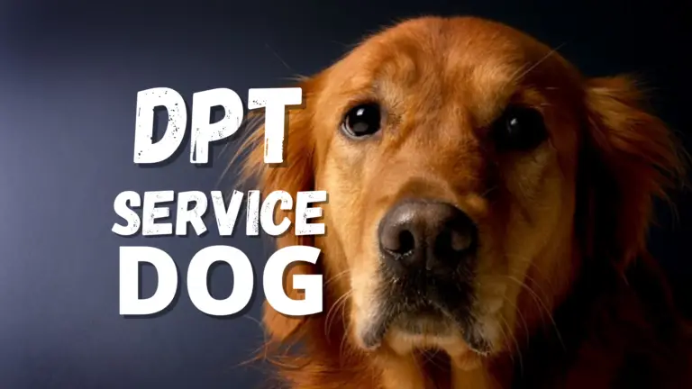 DPT Service Dog