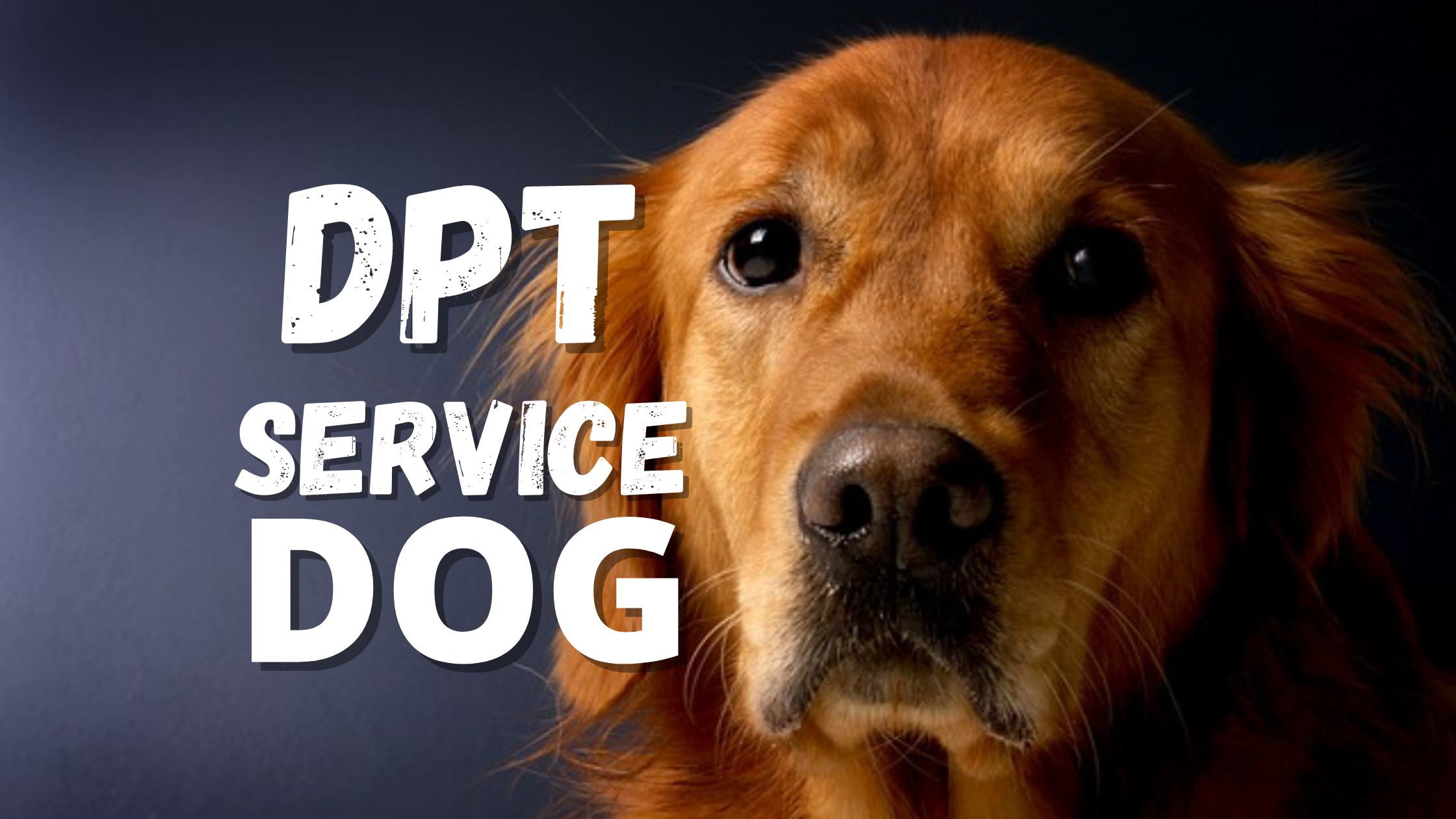 Deep Pressure Therapy Dog [DPT Service Dog] Explained