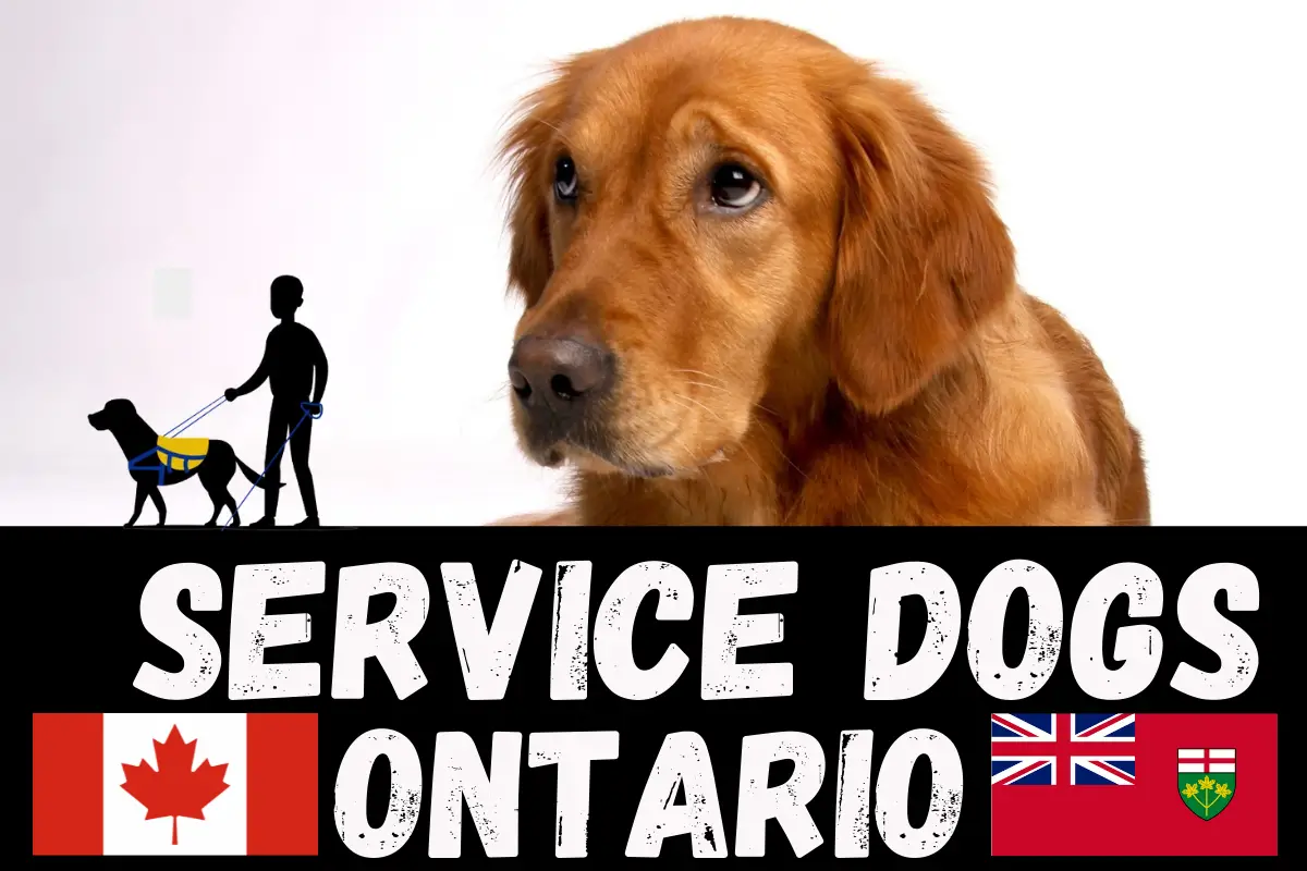 service dogs ontario