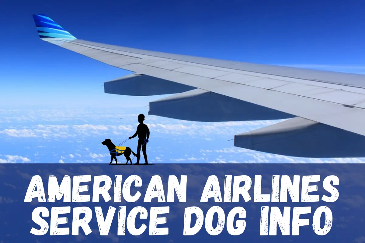 American Airlines Service Dog Info - The Easy Guide [2023]