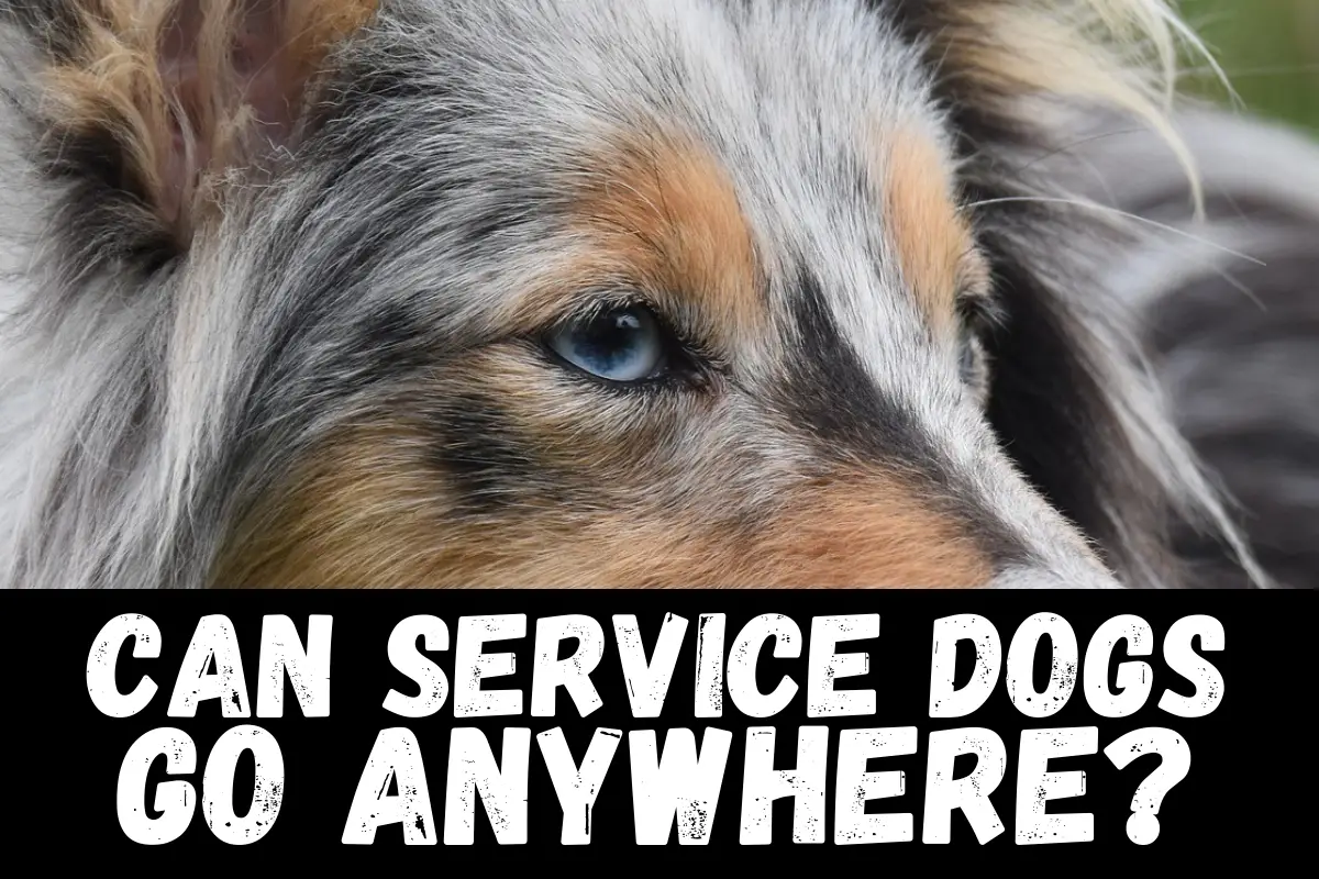 can service dogs go anywhere
