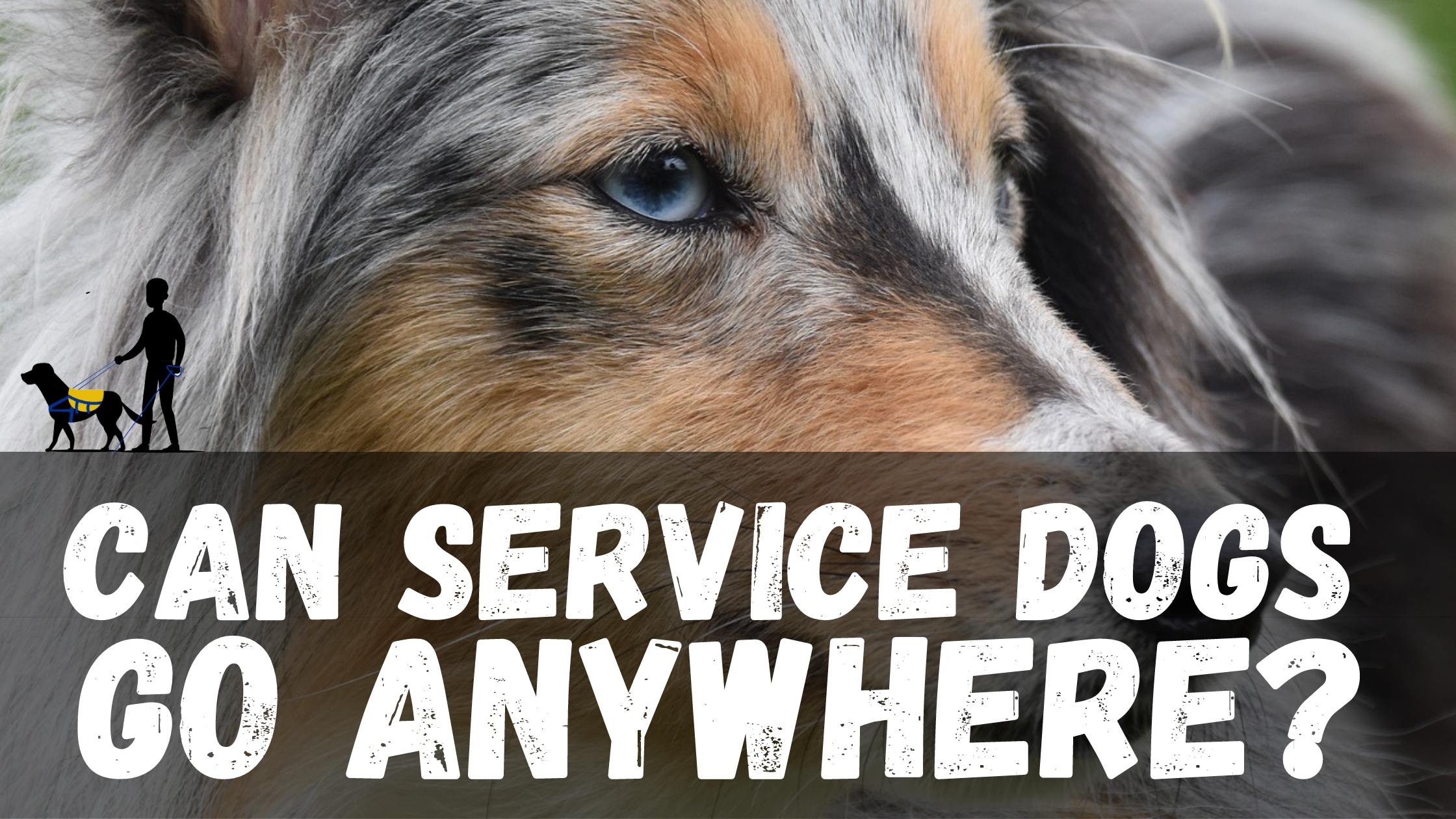 Can Service Dogs Go Anywhere