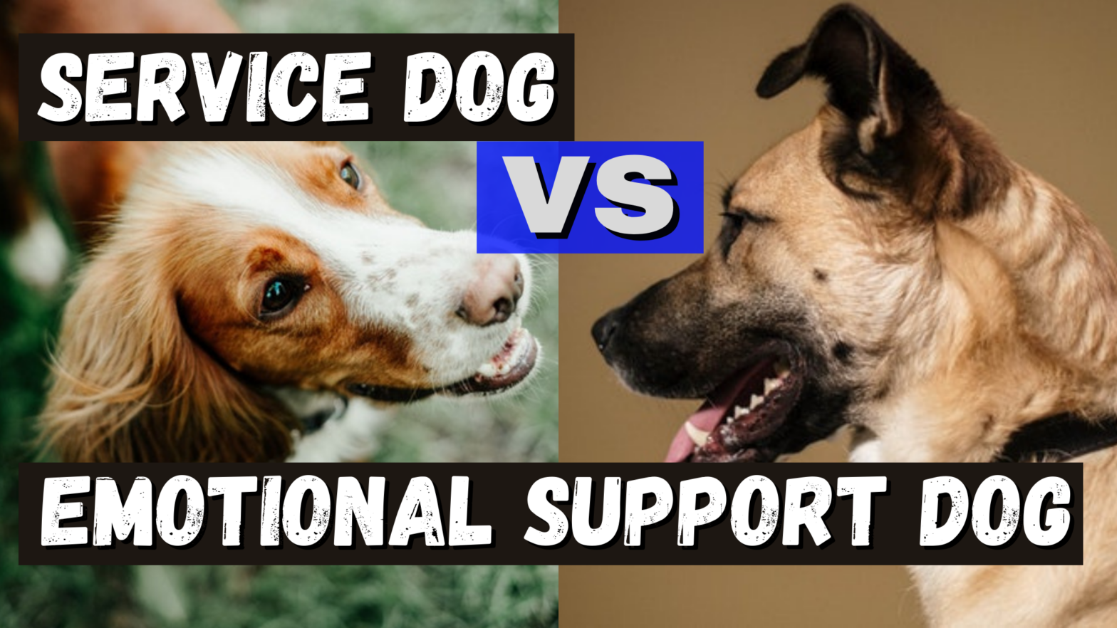 service dog vs emotional support animal