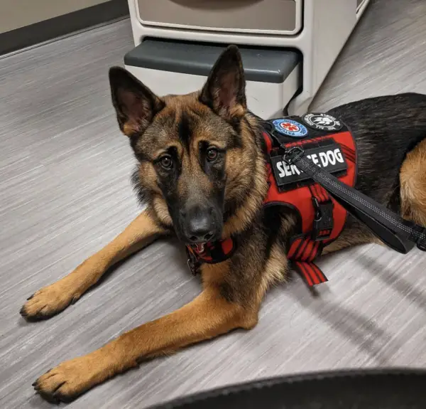 Service Dog in training laws Kansas 