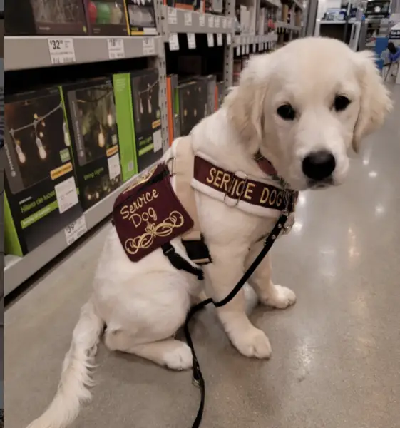 service dog in training 