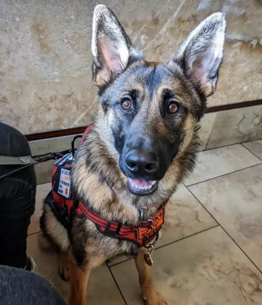 service dog Texas rights laws 