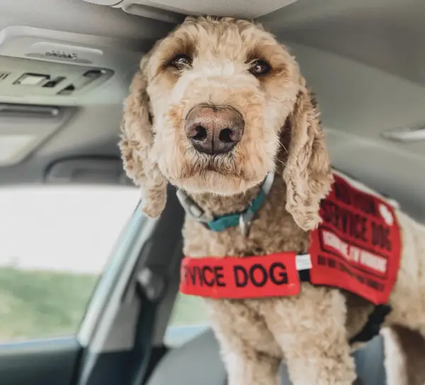 service dog in ambulance 