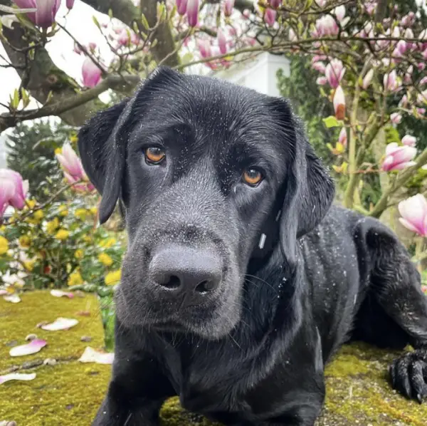 service dog laws Oregon how to file a discrimination complaint 