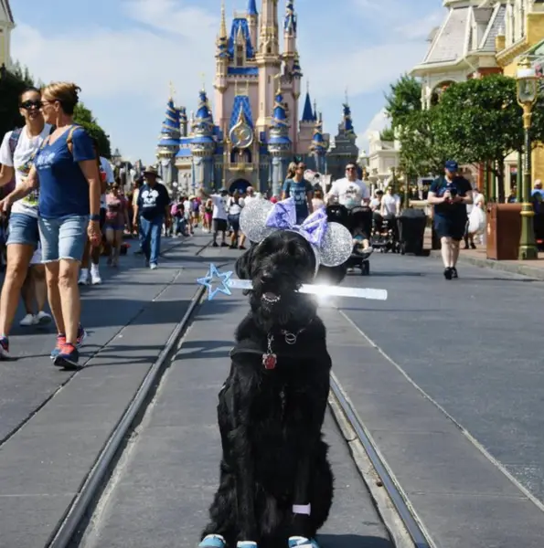 Service Dog at an amusement park