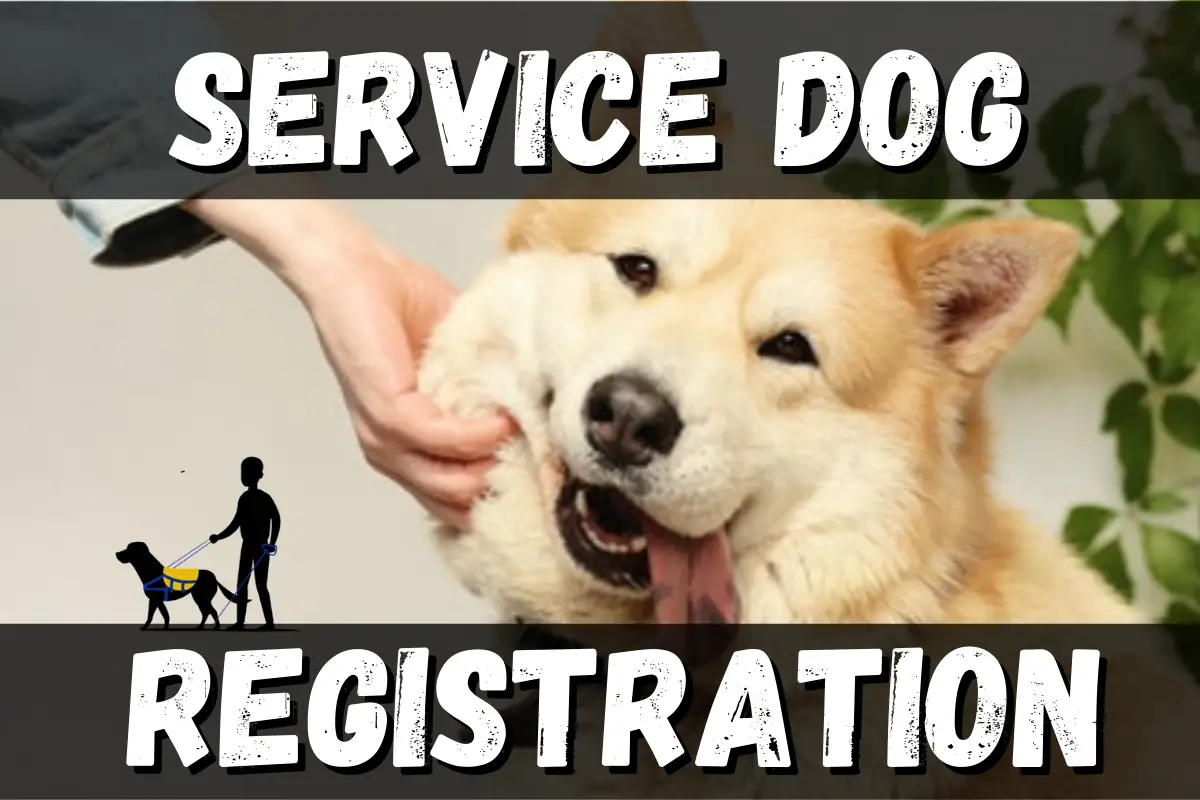 Warning: Legit Registration For Service Dogs Isn't a Thing!