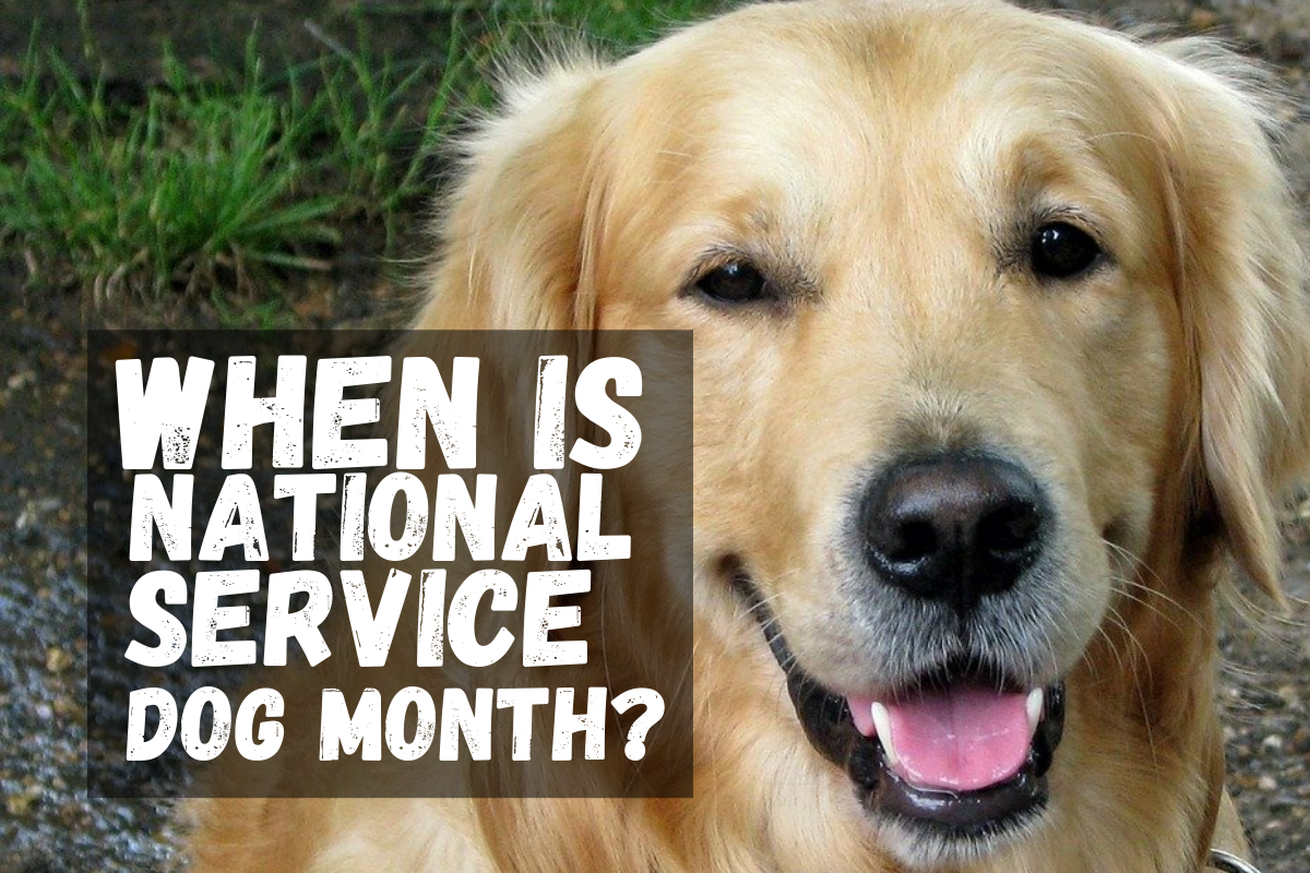 When is National Service Dog Month