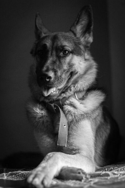 German Shepherd psychiatric service dog