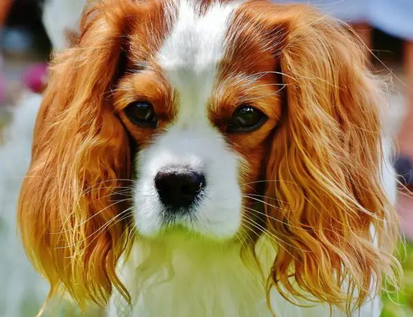 cavalier king charles spaniel psychiatric service dog 