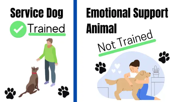 What is an emotional support animal?