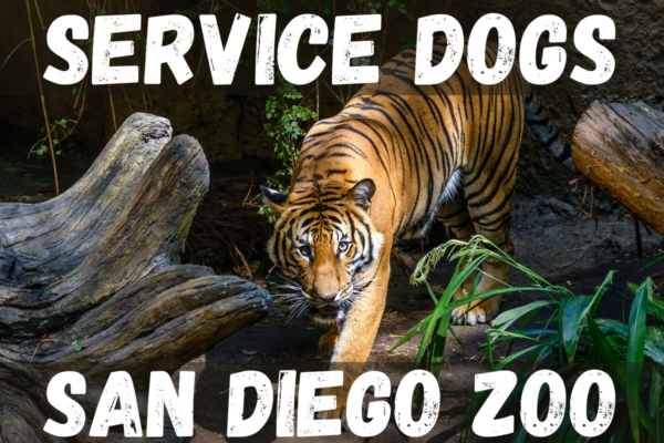 Service Dog San Diego Zoo