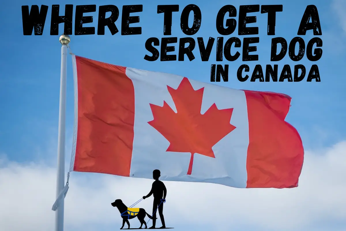 Where to get a service dog in Canada