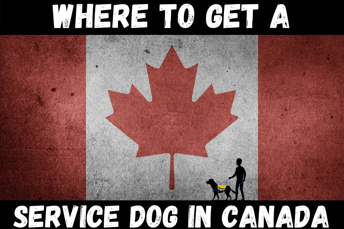 where to get a service dog in canada