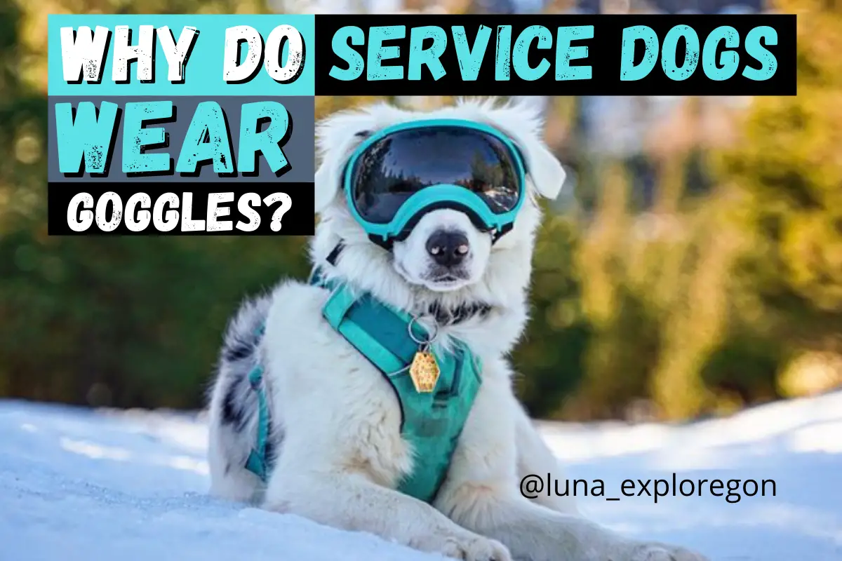 Why do service dogs wear goggles?