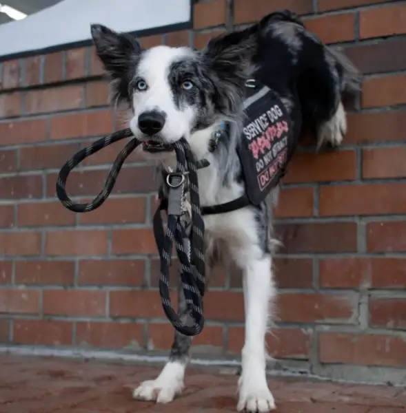 Pros and Cons of Service Dogs Border Collie 