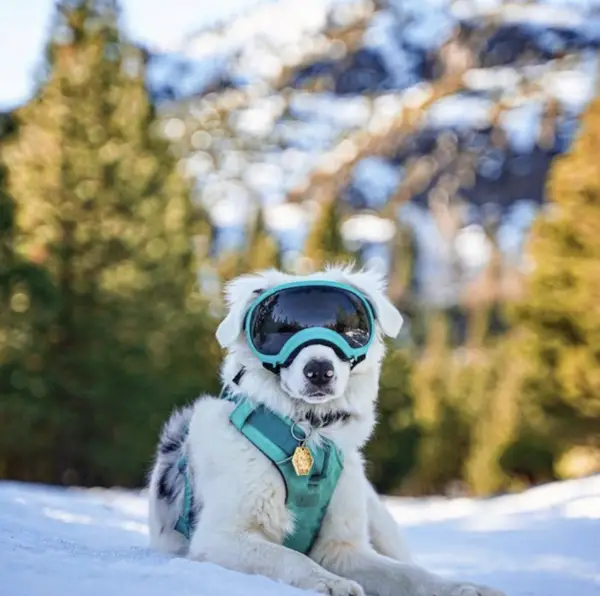 Where to get Service Dog Goggles 